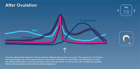 After Ovulation