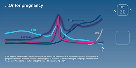 ovulation cycle hormones