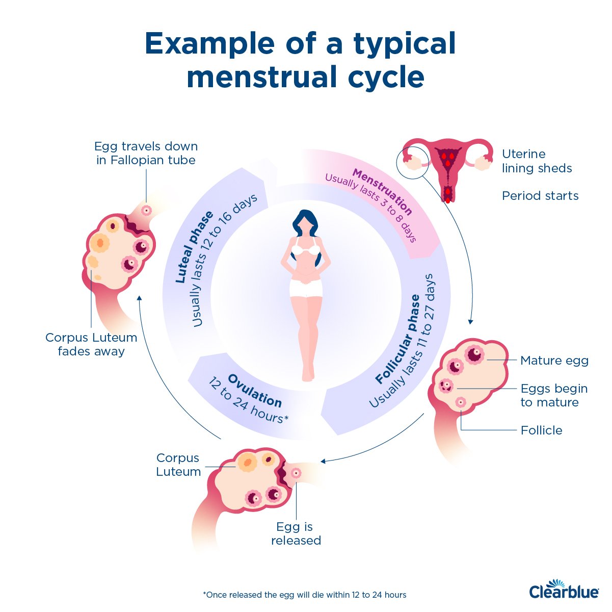 Menstrual Cycle Definition In English